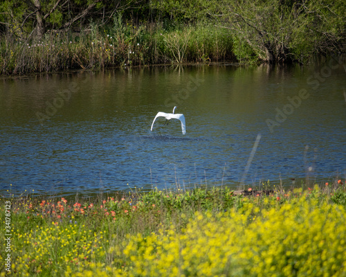 bird on pond