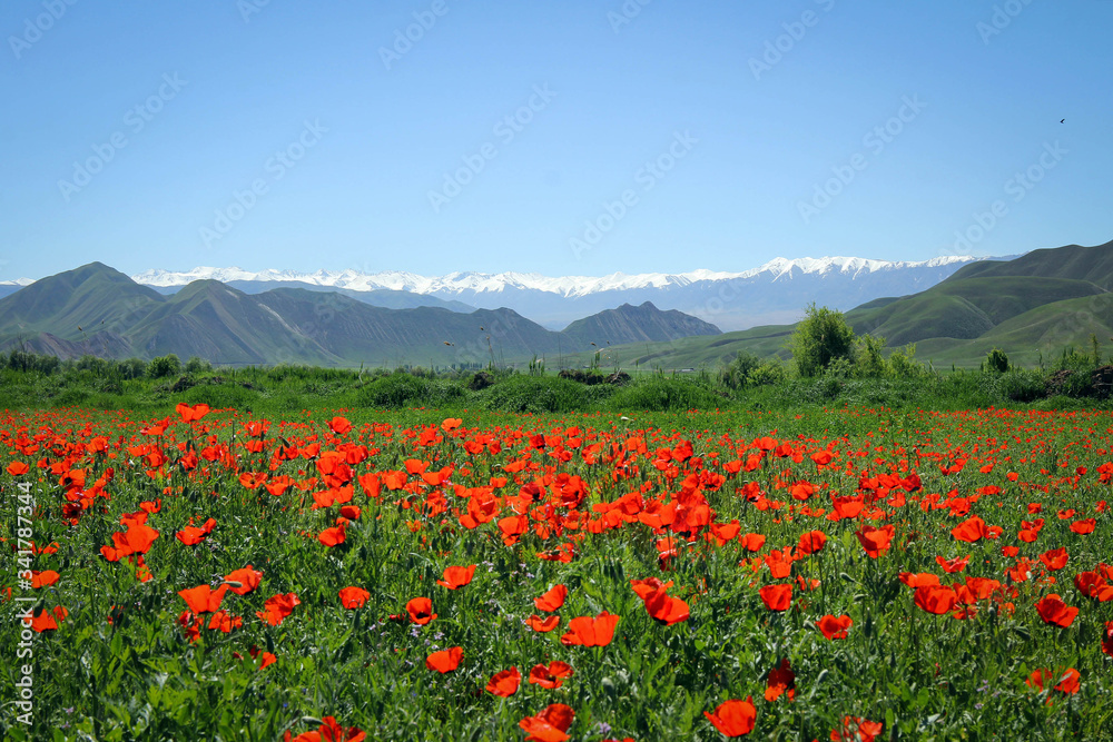 Poppy field view by bright noon, Central Kyrgyzstan