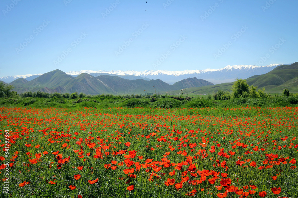 Poppy field view by bright noon, Central Kyrgyzstan
