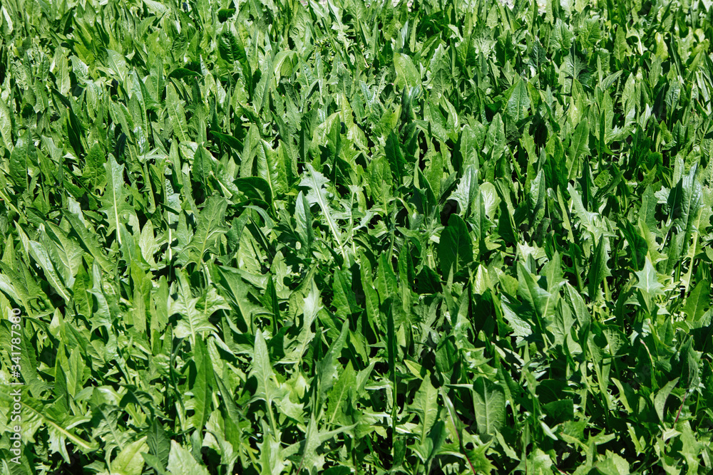 Obraz premium Chicory (
