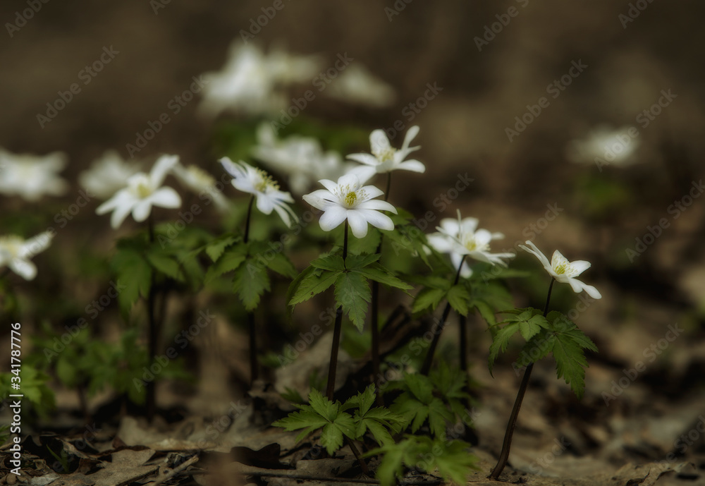 The first flowers are snowdrops in early spring in the forests of Bashkortostan. The first flowers are snowdrops in early spring in the forests of Bashkortostan.