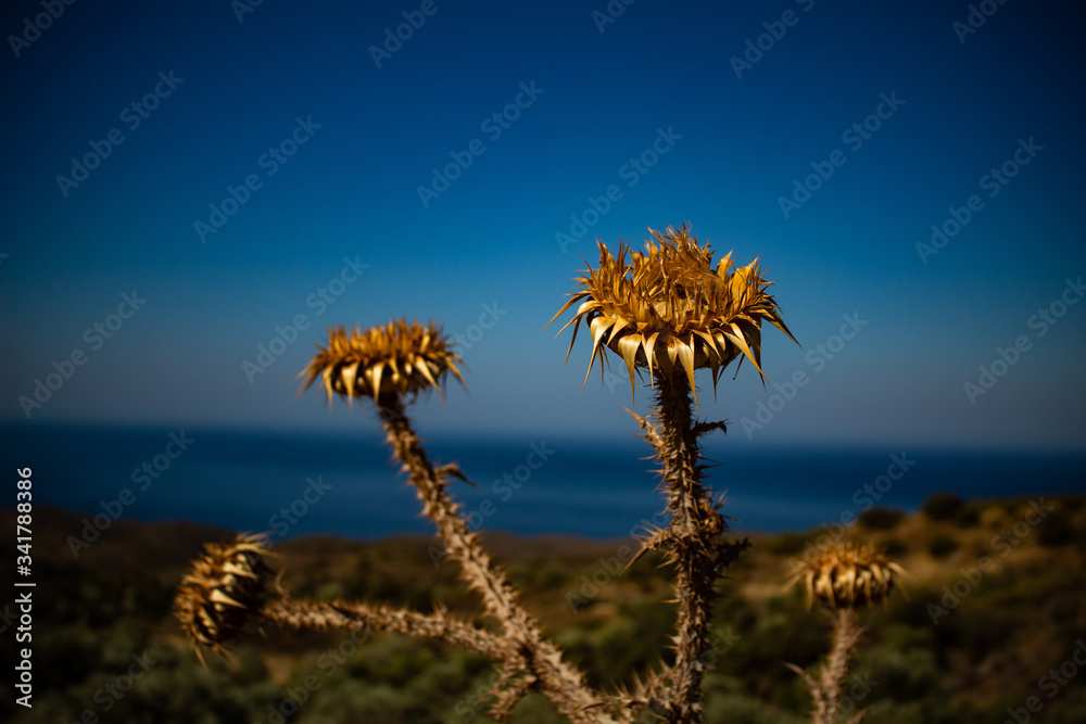a wild thorn flower overlooking the mountain