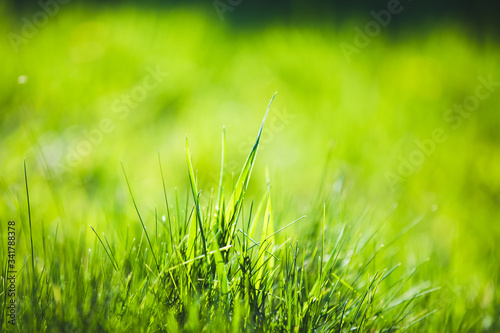 Fresh Green blurred grass background