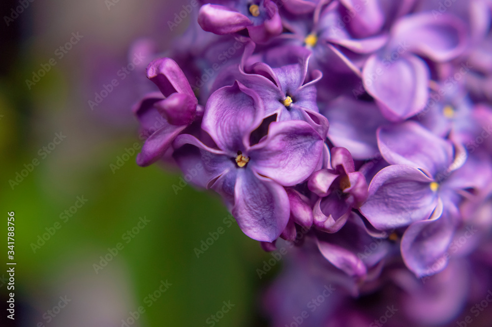 Beautiful flowering branch of lilac flowers close-up macro shot with blurry background. Spring nature floral background, pink purple lilac flowers. Greeting card banner with flowers for the holiday Beautiful flowering branch of lilac flowers close-up macro shot with blurry background. Spring nature floral background, pink purple lilac flowers. Greeting card banner with flowers for the holiday