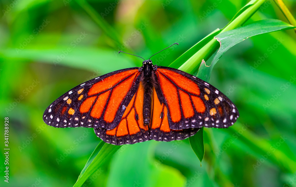 Monarch, Danaus plexippus is a milkweed butterfly (subfamily Danainae) in the family Nymphalidae butterfly in nature habitat. Monarch, Danaus plexippus is a milkweed butterfly (subfamily Danainae) in the family Nymphalidae butterfly in nature habitat.