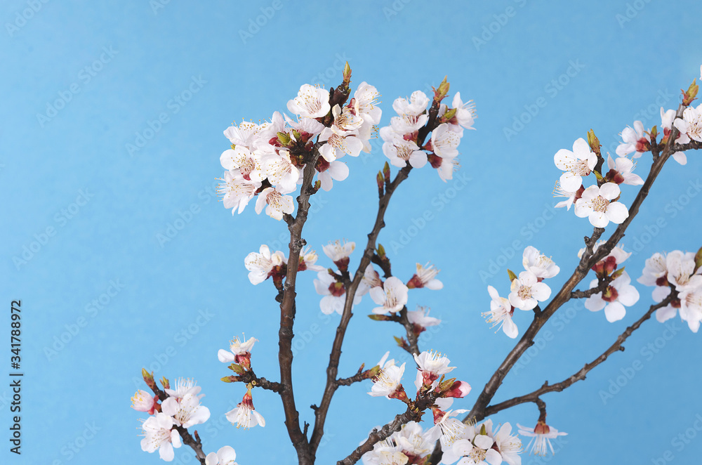 branch of a blossoming apricot against the the sky branch of a blossoming apricot against the the sky