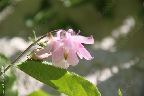 Colorful pastel columbine granny's bonnet spring wildflowers