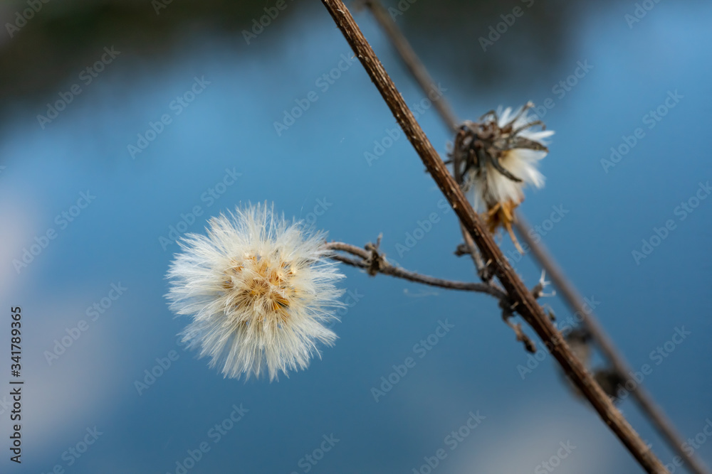 Obraz premium Dry fluffy plant against the sky
