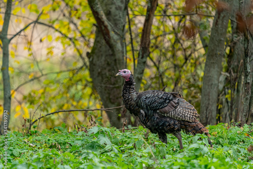 Fototapeta premium Turkey in the forest in the grass