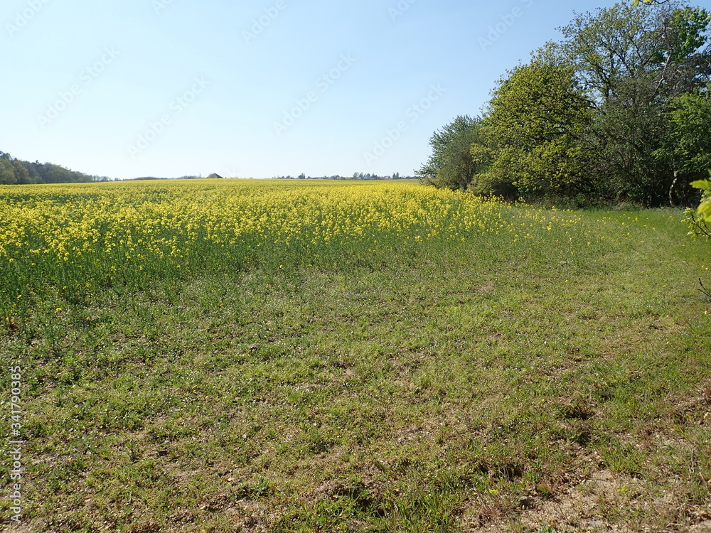 yellow field planted for oil yellow field planted for oil