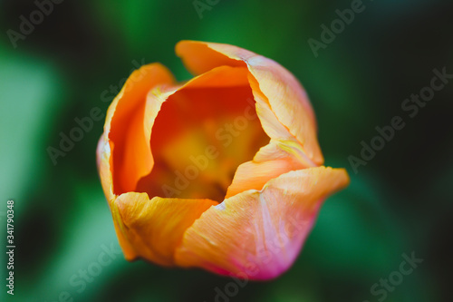 Orange tulip on green background