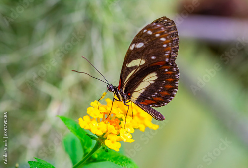 Beautiful heliconius butterfly sitting on flower in a summer garden
