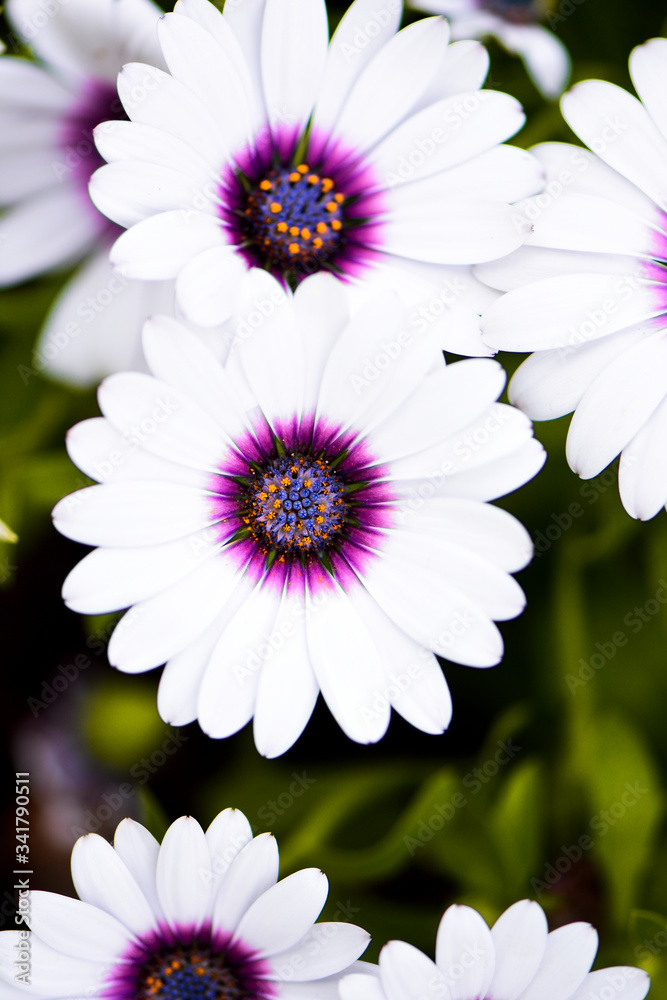 pink and white daisies pink and white daisies
