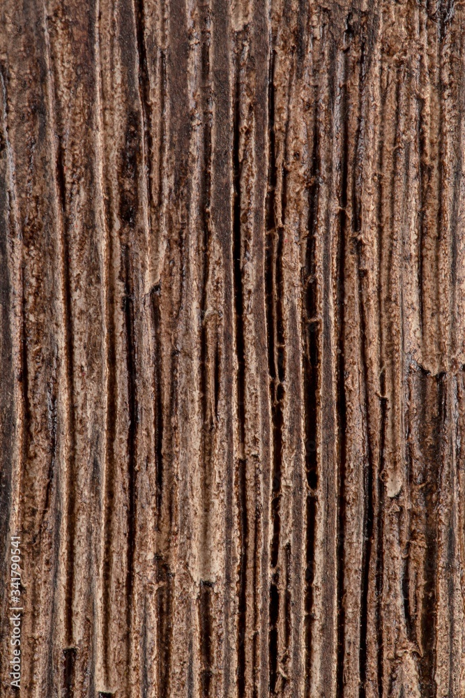 Natural dark wooden bark of tree stripped texture background, vertical Natural dark wooden bark of tree stripped texture background, vertical
