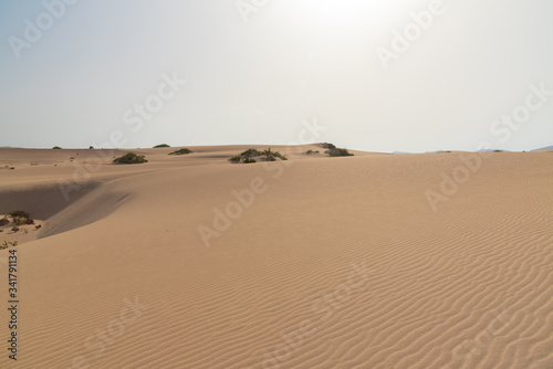 the sand desert dunes