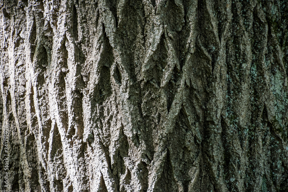Tree trunk Tree trunk