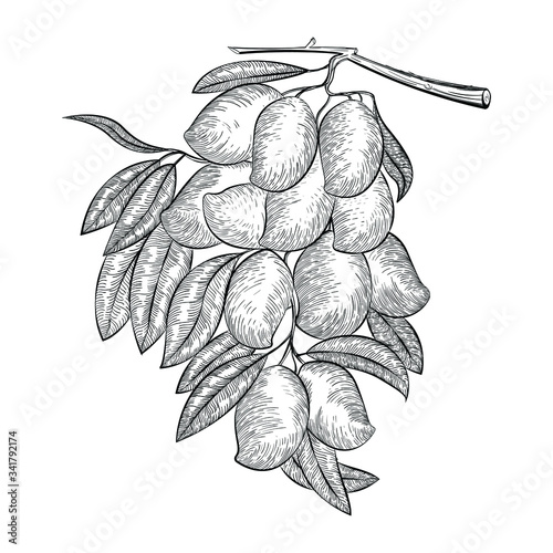 Sketch hand drawn mango fruits vector