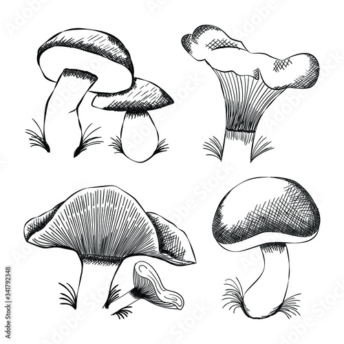 Sketch hand drawn mushroom vector collection