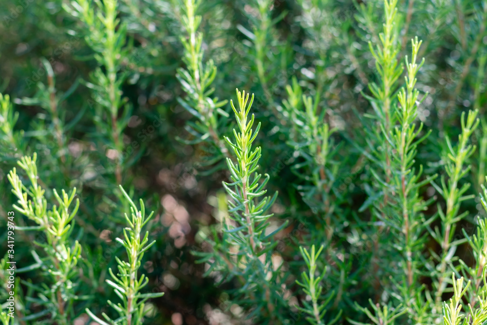 Mediterrenean Salvia rosmarinus commonly known as rosemary. Spicy flavoring for meal. Aromatic seasoning cooking ingredient. Mediterrenean Salvia rosmarinus commonly known as rosemary. Spicy flavoring for meal. Aromatic seasoning cooking ingredient.