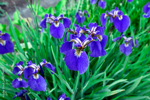 Blue iris flowers.