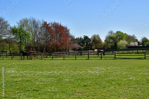 horses on the catwalk spring Newmarket UK