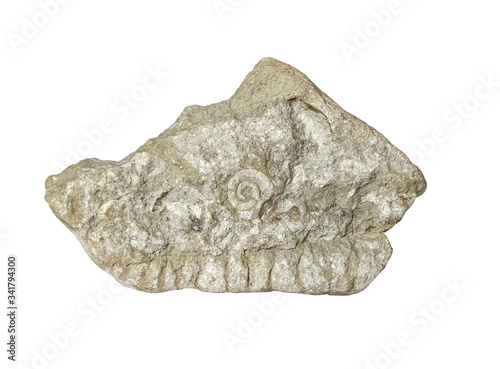 Fossils in limestone.