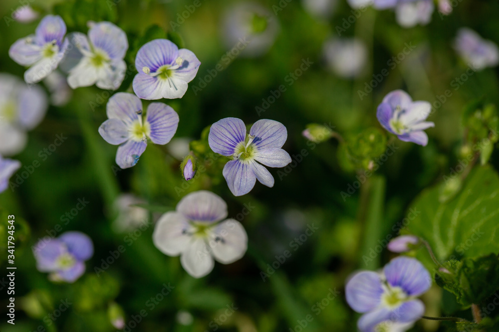 Beautiful garden flowers, summer flower background. Veronica filiformis Slender speedwell little blue flowers bloomed in the garden. Excellent natural background for spring theme. Selective focus. Beautiful garden flowers, summer flower background. Veronica filiformis Slender speedwell little blue flowers bloomed in the garden. Excellent natural background for spring theme. Selective focus.