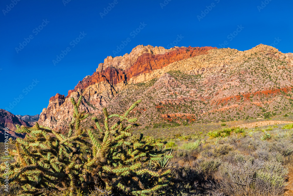 Cholla Cactus With Aztec Sandstone of The Red Rock Escarpment, Red Rock National Conservation Area, Las Vegas, Nevada, USA