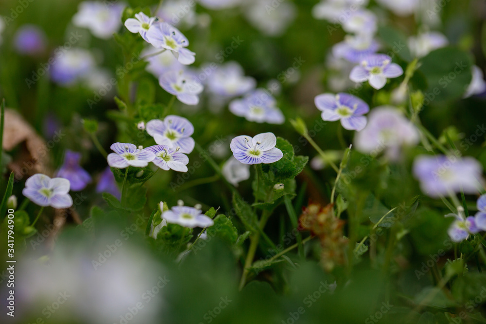 Beautiful garden flowers, summer flower background. Veronica filiformis Slender speedwell little blue flowers bloomed in the garden. Excellent natural background for spring theme. Selective focus. Beautiful garden flowers, summer flower background. Veronica filiformis Slender speedwell little blue flowers bloomed in the garden. Excellent natural background for spring theme. Selective focus.