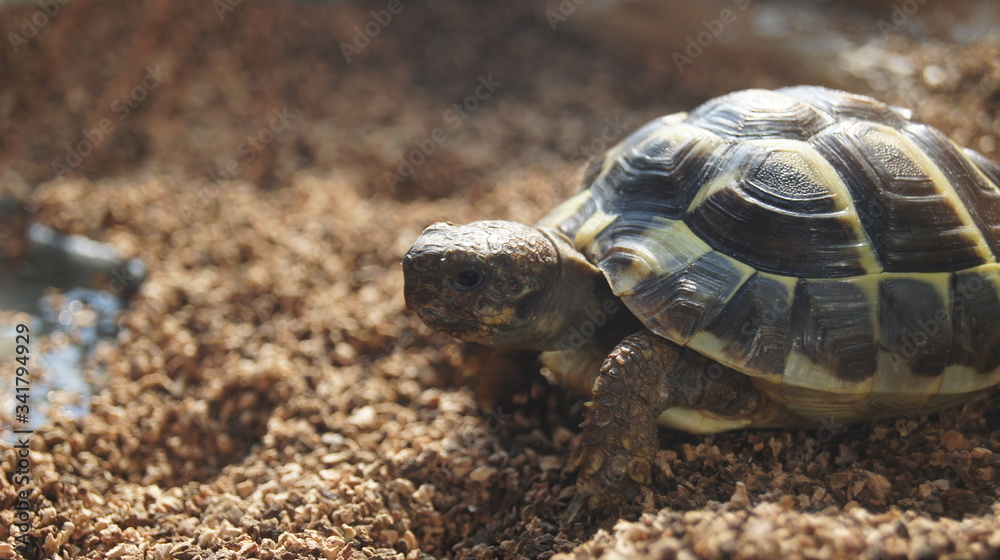 Obraz premium Krötenschild