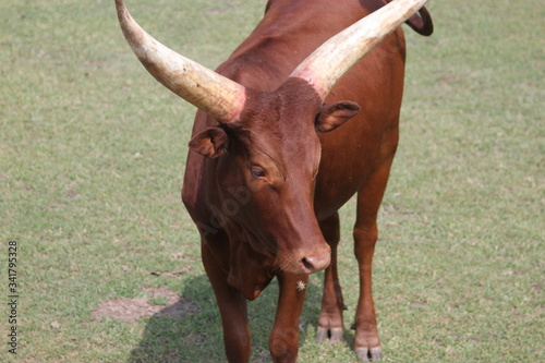 bull, toro, Wildebeest, ñu, nu
