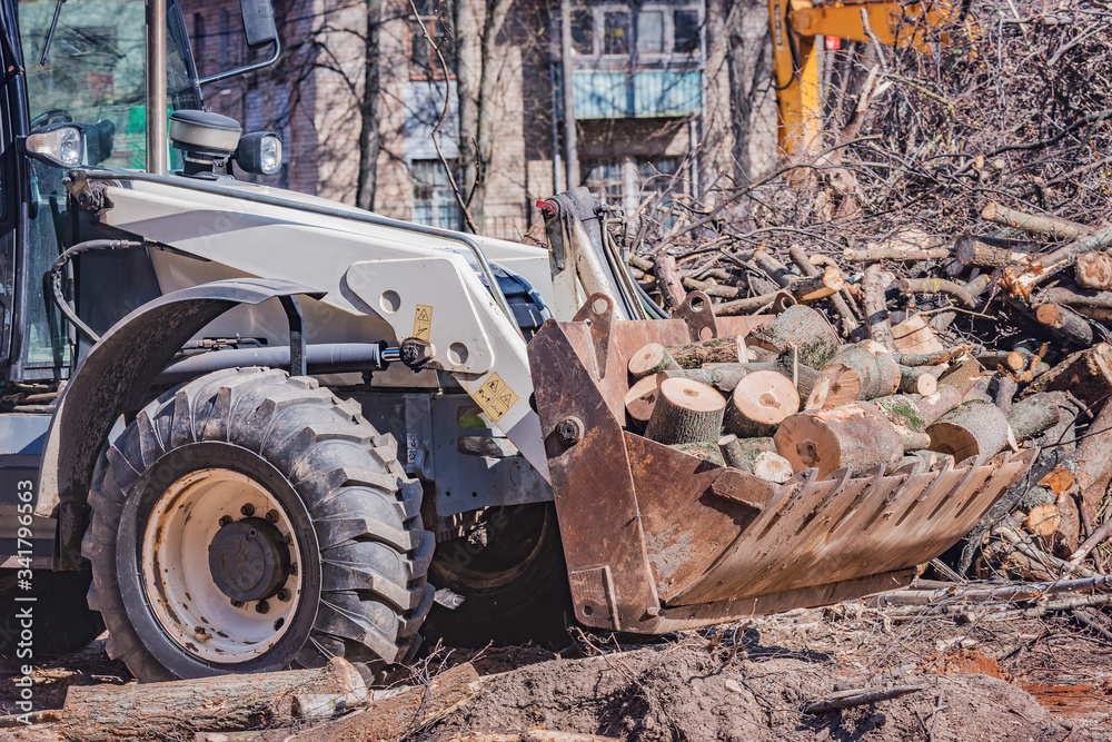 Sawed off sections of thick round tree trunks in the tractor bucket. Sawed off sections of thick round tree trunks in the tractor bucket.