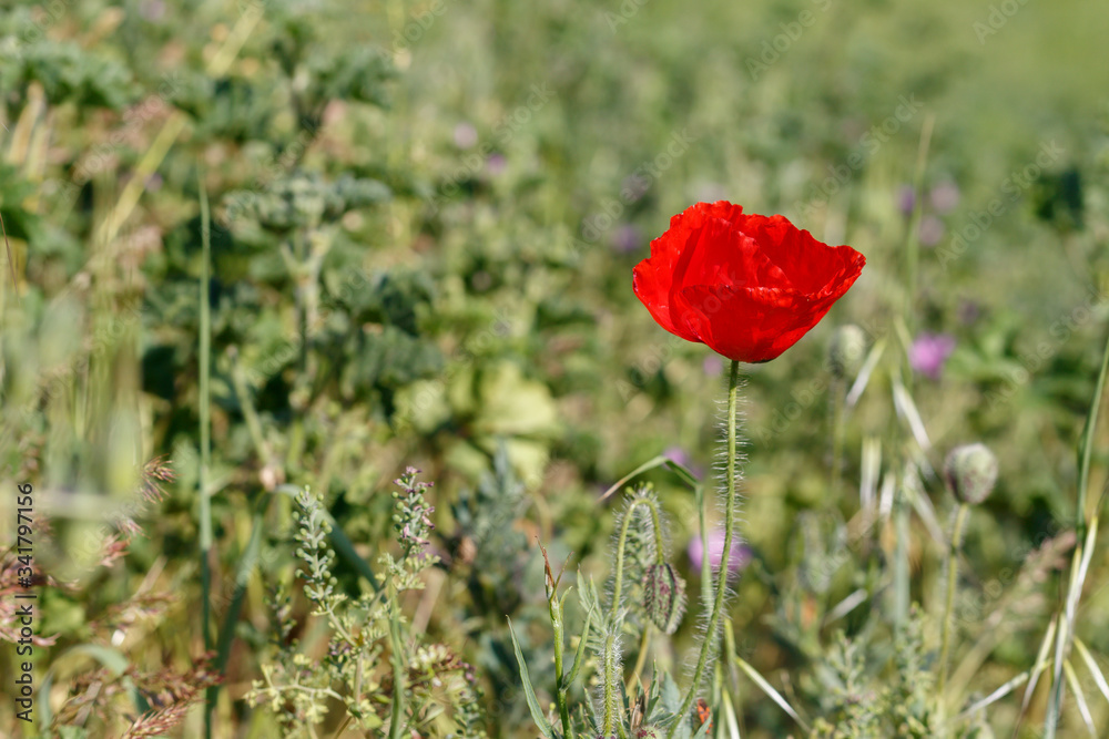 Beautiful Red Flower in the Field Beautiful Red Flower in the Field