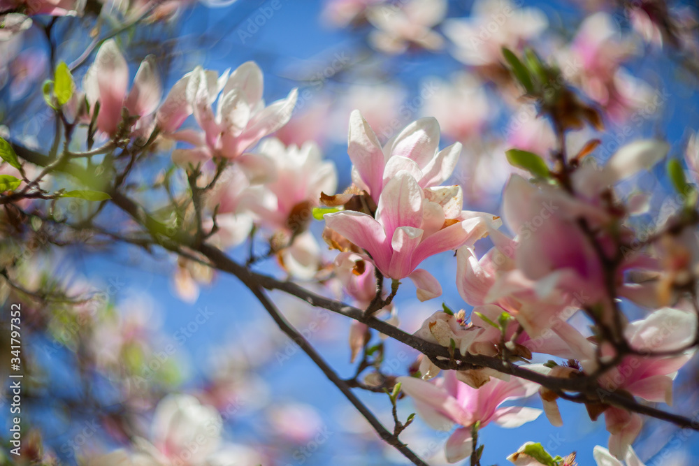 Garden in spring time. Close up of pink magnolia blossoms. Spring floral background with magnolia flowers. Blooming Magnolia tree. Selective focus. Concept of beautiful background. Garden in spring time. Close up of pink magnolia blossoms. Spring floral background with magnolia flowers. Blooming Magnolia tree. Selective focus. Concept of beautiful background.