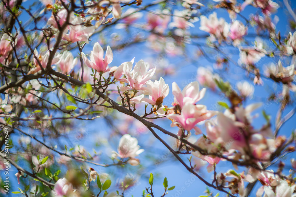 Garden in spring time. Close up of pink magnolia blossoms. Spring floral background with magnolia flowers. Blooming Magnolia tree. Selective focus. Concept of beautiful background. Garden in spring time. Close up of pink magnolia blossoms. Spring floral background with magnolia flowers. Blooming Magnolia tree. Selective focus. Concept of beautiful background.