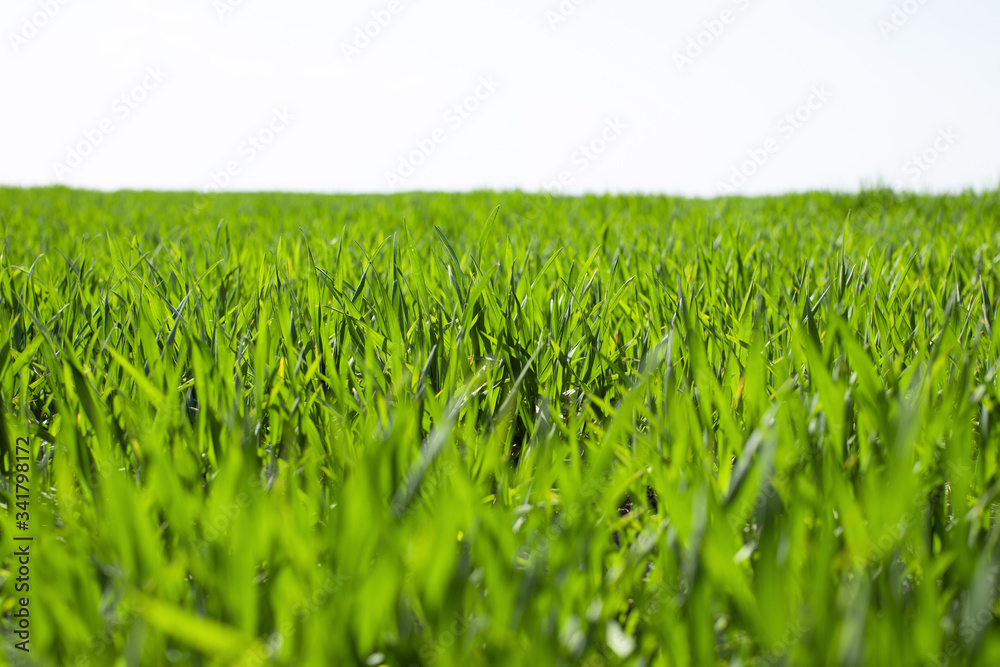 green wheat field on a sunny day green wheat field on a sunny day