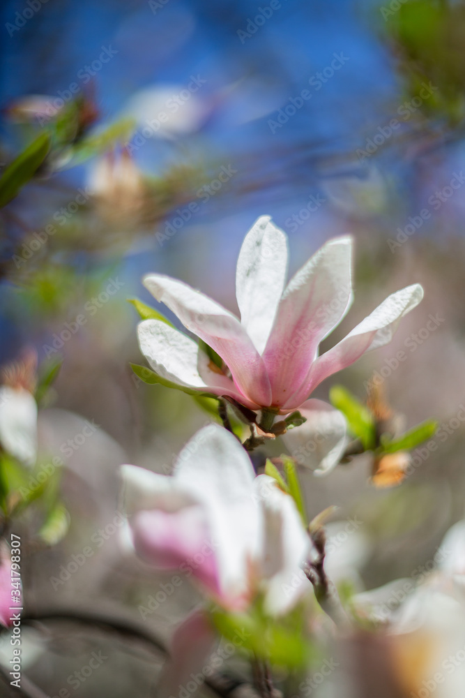 Garden in spring time. Close up of pink magnolia blossoms. Spring floral background with magnolia flowers. Blooming Magnolia tree. Selective focus. Concept of beautiful background. Garden in spring time. Close up of pink magnolia blossoms. Spring floral background with magnolia flowers. Blooming Magnolia tree. Selective focus. Concept of beautiful background.