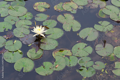 Regal victoria flower Lotus