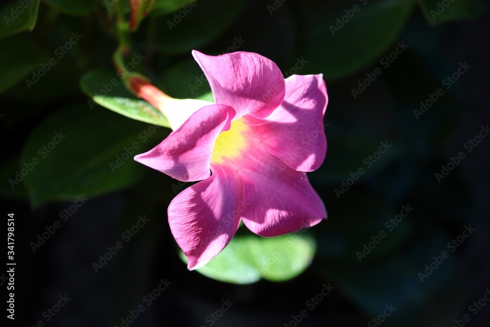 Dipladenia blüht in pink im Sonnenlicht Dipladenia blüht in pink im Sonnenlicht