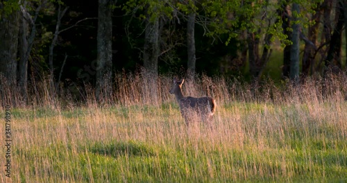 deer walk away into woods at dusk sunset