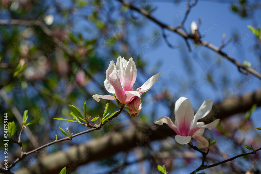 Naklejka premium Garden in spring time. Close up of pink magnolia blossoms. Spring floral background with magnolia flowers. Blooming Magnolia tree. Selective focus. Concept of beautiful background.