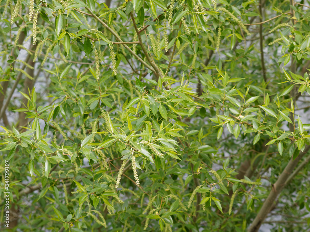 Salix alba Saule blanc ou saule commun aux rameaux couvert de feuilles étroites, lancéolées