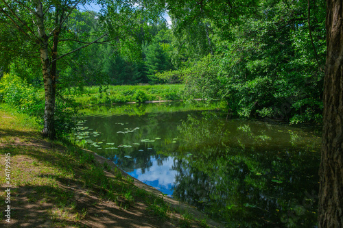 Forest river and island summer day