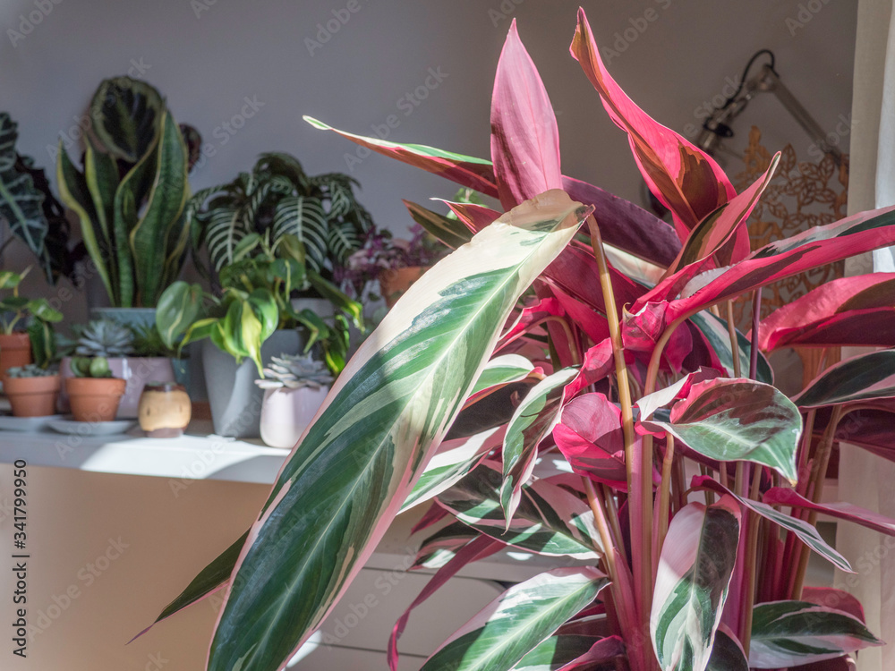 A collection of indoor house plants