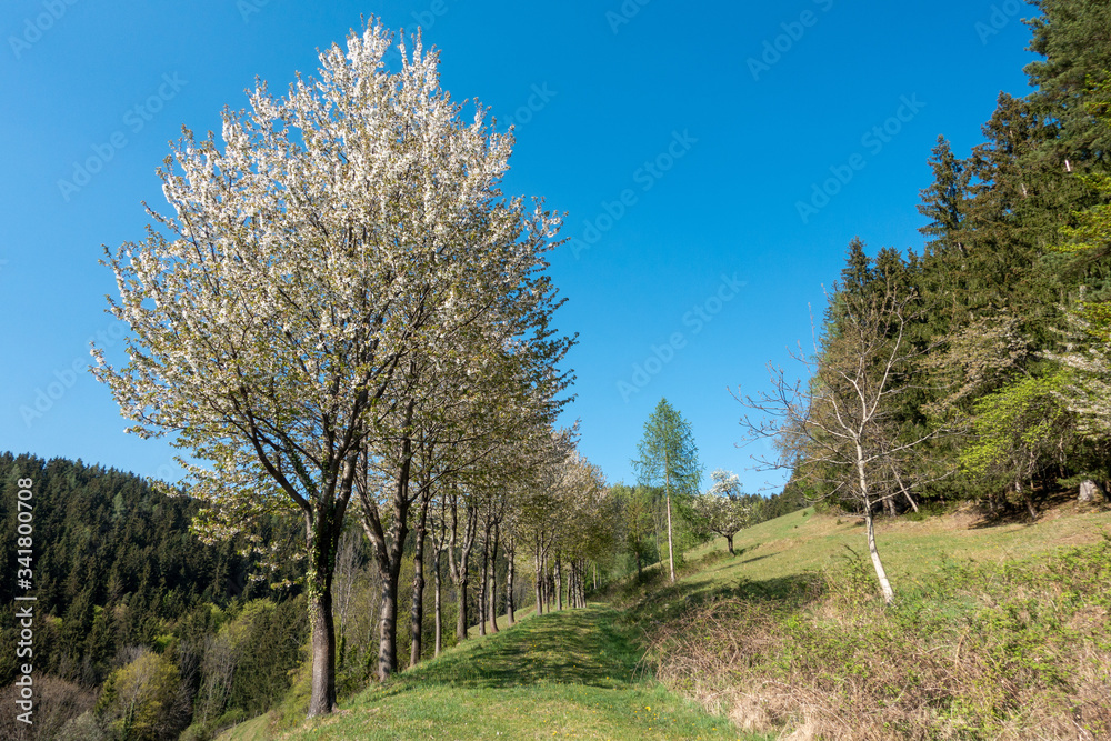 OBSTBAUMBLÜTE . KIRSCHBLÜTE . FLOWERING SEASON OBSTBAUMBLÜTE . KIRSCHBLÜTE . FLOWERING SEASON
