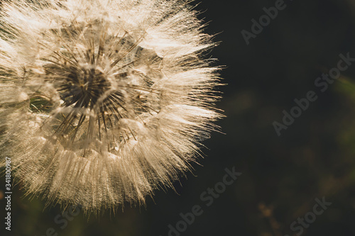 Tragopogon pratensis. Beautiful photo of a big dandelion. Misty blurred background. Brown toned photo