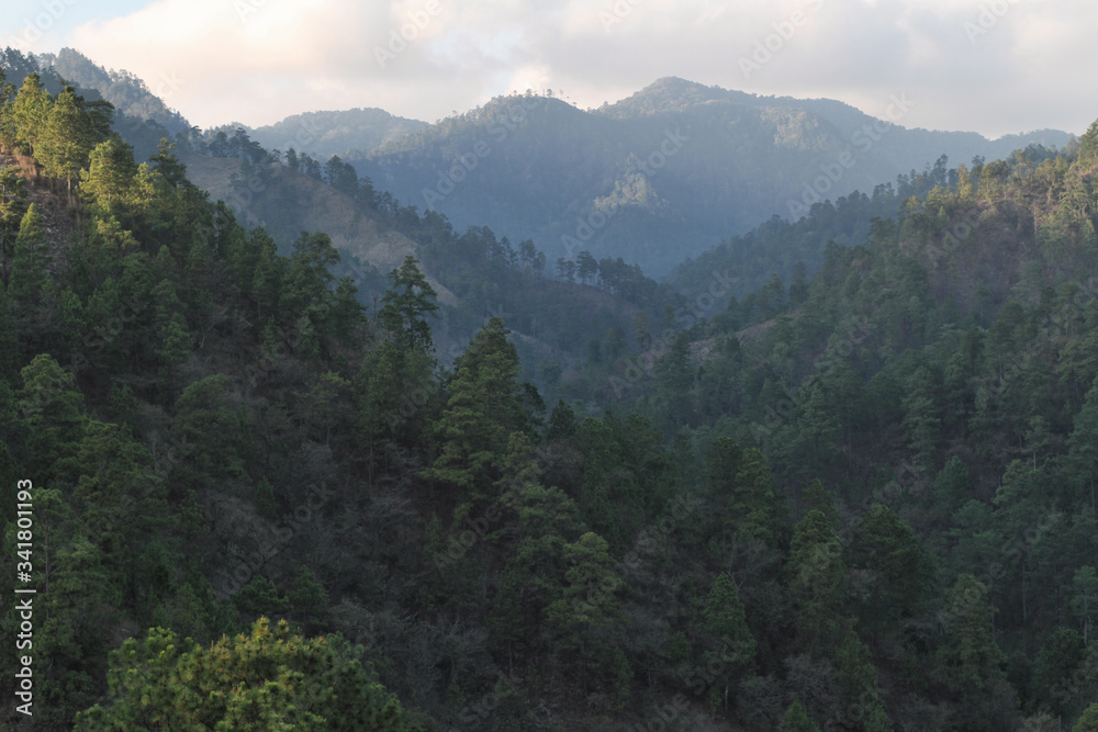 Mountains in green forest