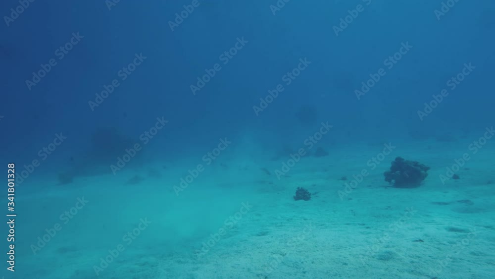 A large fantail stingray red sea