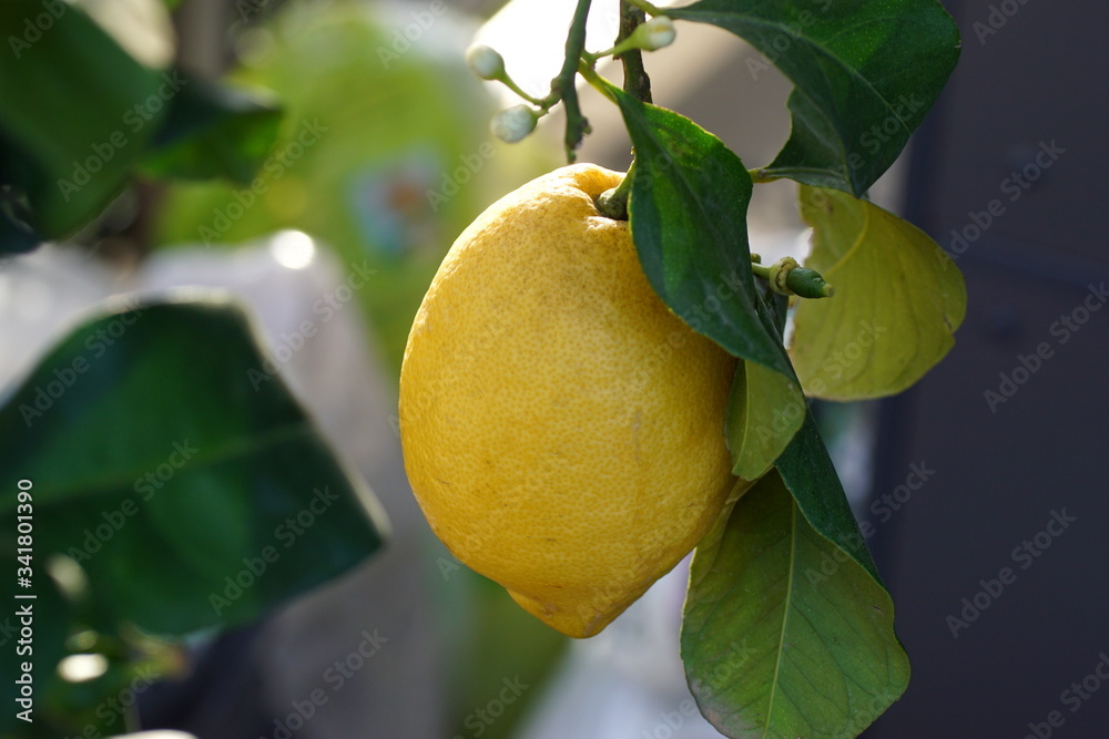 close up of a fresh yellow lemon growing on a lemon tree on a balcony