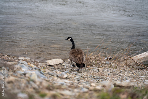 Image of a Canada goose walking on the beach 